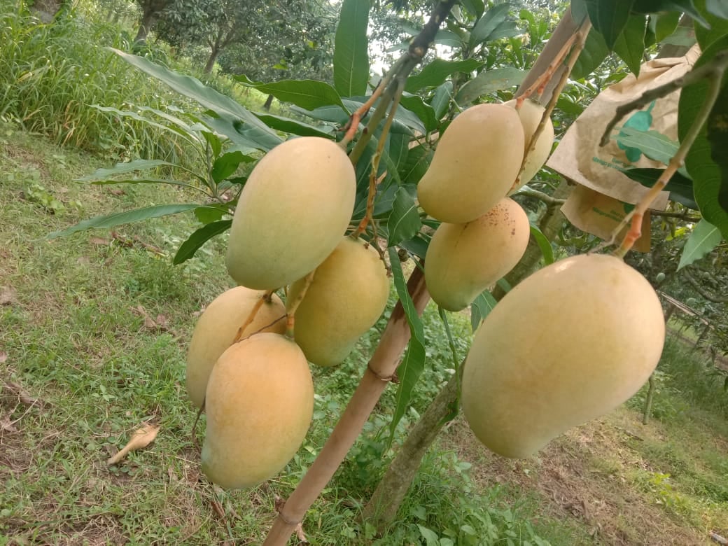 Bagging Amrapali Mango