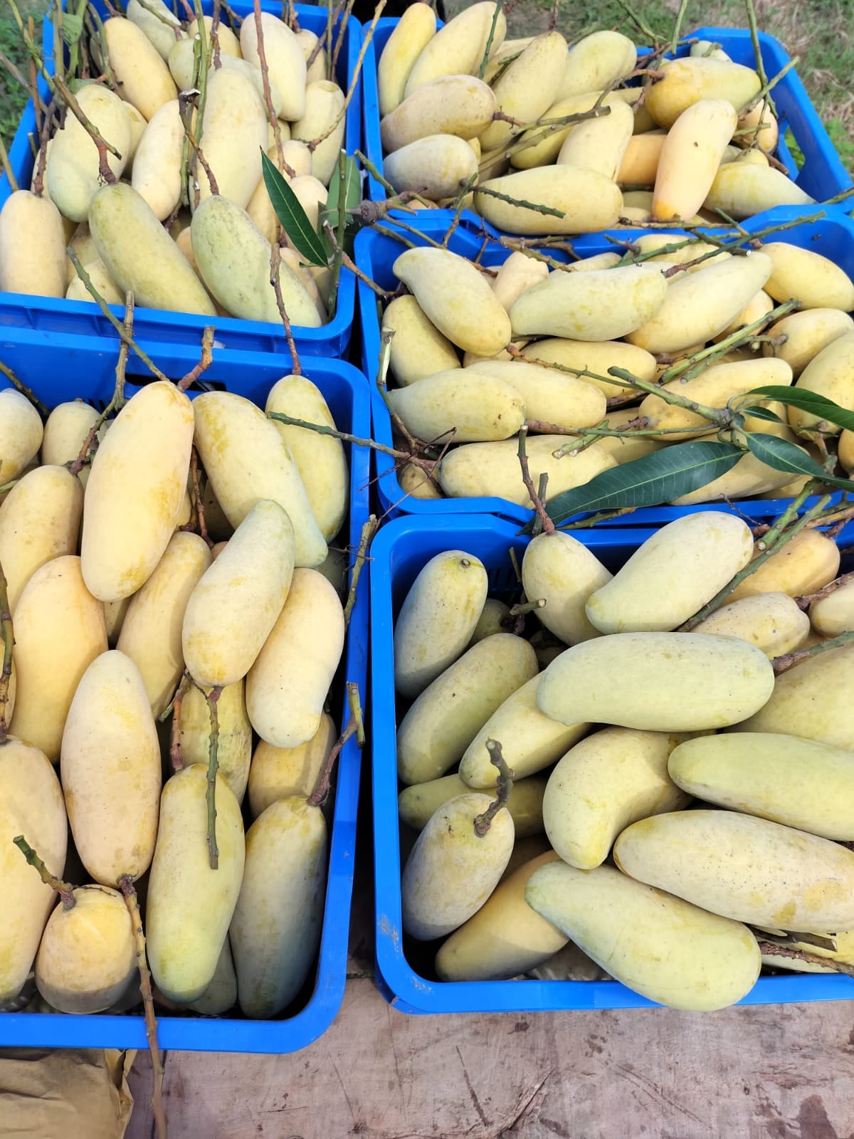 Banana Mango